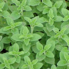 Organic Oregano