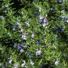 Organic Rosemary