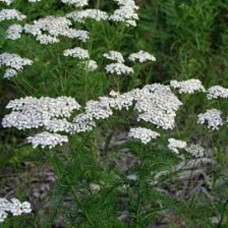 Organic Yarrow