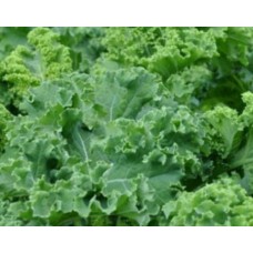 Organic Kale Halboher Grun Krauser