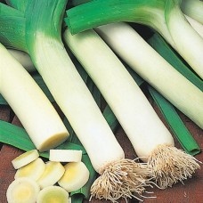 Organic Leek Autumn Mammoth Hannibal