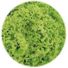 Organic Lettuce Bartimer