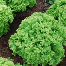 Organic Lettuce Lollo Biondi