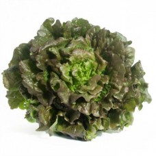 Organic Lettuce Maravilla de Verano
