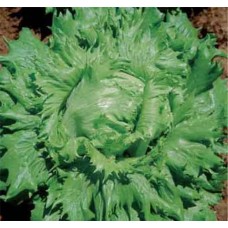 Organic Lettuce Regina di Ghiacca