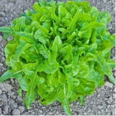 Organic Lettuce Till