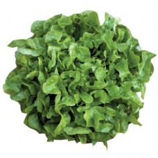 Organic Lettuce Veredes (Winter) NEW Organic Lettuce Veredes (Winter) NEW