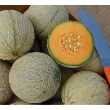 Organic Melon Sivan F1