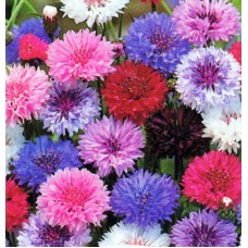 Organic Cornflowers - Centaurea Cyanus - Mixed Organic Cornflowers - Centaurea Cyanus - Mixed