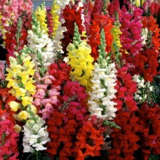 Organic Antirrhinum, Snapdragon Mixed Organic Antirrhinum, Snapdragon Mixed