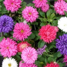 Organic Aster, Single Mix Organic Aster, Single Mix