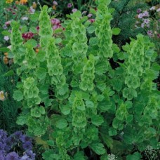 Organic Bells of Ireland Organic Bells of Ireland