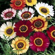 Organic Chrysanthemum Annual Mix Organic Chrysanthemum Annual Mix