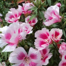 Organic Godetia, Grandiflora Organic Godetia, Grandiflora