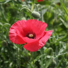 Organic Poppy, Corn or Field Organic Poppy, Corn or Field