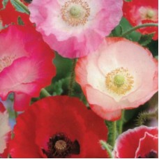 Organic Poppy, Single Mix Organic Poppy, Single Mix