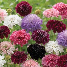 Organic Scabious Sweet Mixed Organic Scabious Sweet Mixed