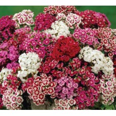 Organic Sweet William Mix Organic Sweet William Mix