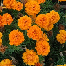 Organic Tagetes, Organic Orange Organic Tagetes, Organic Orange
