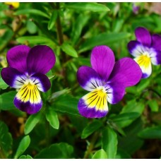 Organic Viola, Tricolour