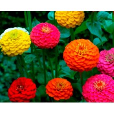 Organic Zinnia, Dwarf Mix Organic Zinnia, Dwarf Mix