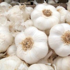 Organic Garlic Vallelado (Autumn planting) 250g= approx 4 bulbs Organic Garlic Vallelado (Autumn planting) 250g= approx 4 bulbs