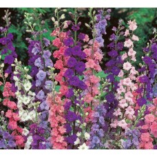 Organic Larkspur, Galilee Mixed Organic Larkspur, Galilee Mixed