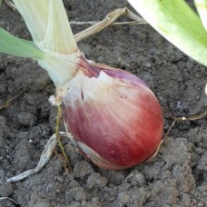 Organic Onion Robelja
