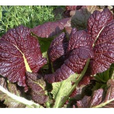 Organic Oriental Chinese Mustard, "Giant Red" Organic Oriental Chinese Mustard, "Giant Red"