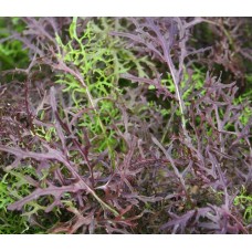 Organic Oriental Red Mizuna Organic Oriental Red Mizuna