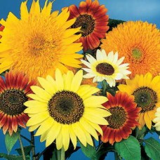 Organic Sunflower Dwarf Mix Organic Sunflower Dwarf Mix