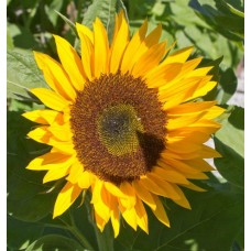 Organic Sunflower Zoar Organic Sunflower Zoar