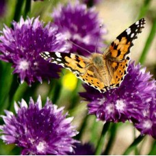 Organic Butterfly Mix