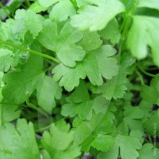 Organic Parsley Plain (French)