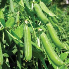 Organic Pea Progress No. 9