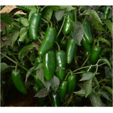 Organic Peppers Chilli (Hot) - Early Jalapeno