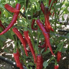 Organic Peppers Chilli (Hot)  - Ring of Fire