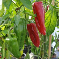 Organic Peppers Sweet - Long Red Marconi