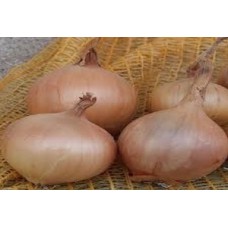 Organic Onion Sturon Organic Onion Sturon
