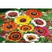 Organic Chrysanthemum Annual Mix