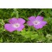 Organic Corncockle - Agrostemma Githago