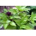Organic Basil, Thai