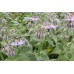 Organic Borage