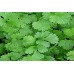 Organic Coriander, Filtro