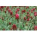 Organic Crimson Clover
