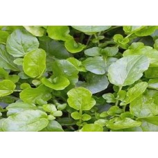 Organic Cress American Land