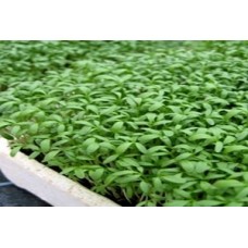 Organic Cress Sprint