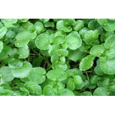 Organic Cress Watercress