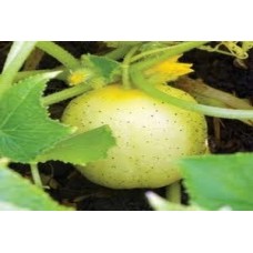 Organic Cucumber Crystal Lemon 