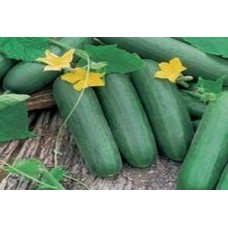 Organic Cucumber Picolino F1